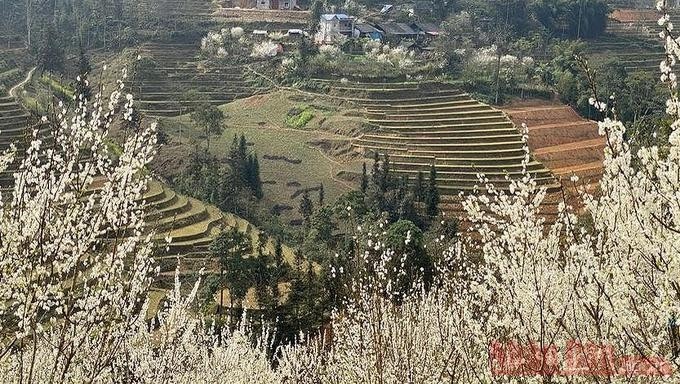 At this time, purple plum flowers are blooming. People can still feel the spring atmosphere on the mountainsides, covered in plum and peach blossoms and yellow canola flowers.