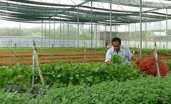 Planting vegetables in a glasshouse at a high-tech agricultural area in Binh Phuoc province (Photo: VNA)