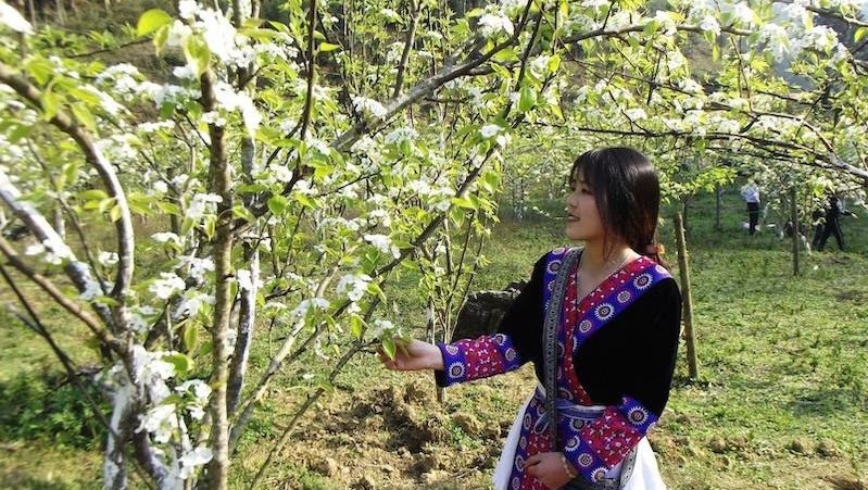 A H’mong ethnic young woman poses next to a blooming pear tree. 