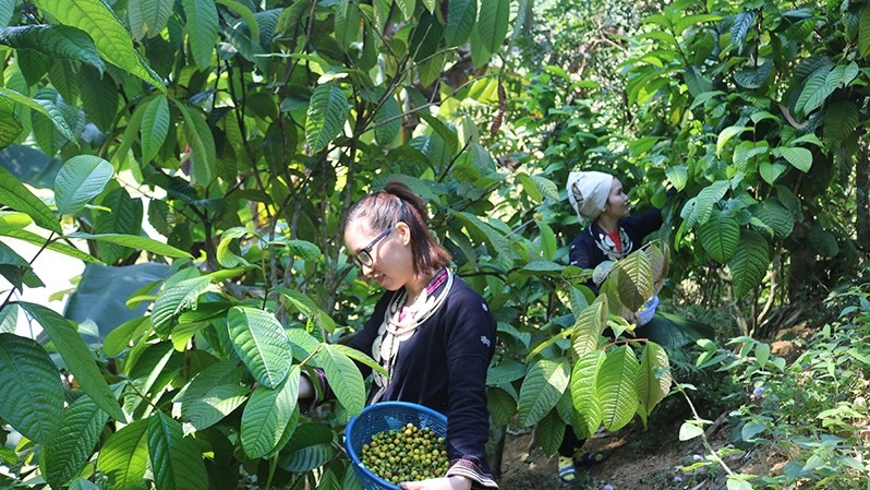People in Nghia Ta Commune, Cho Don District, Bac Kan Province, collecting golden camellia buds.