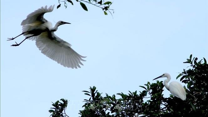 The conservation of bird parks in Ca Mau requires the engagement of relevant agencies and the community. (Photo: VNA)