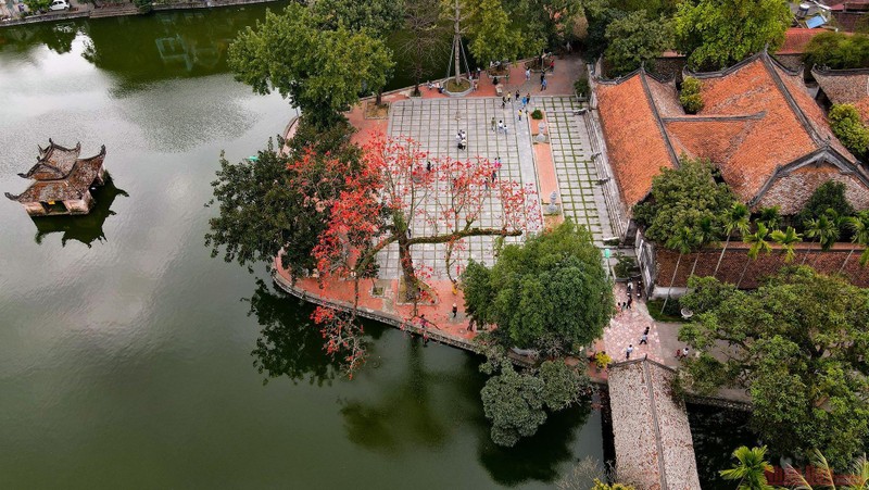 A cotton tree in full bloom near the front yard of the Thay Temple, located in Sai Son Commune in Quoc Oai District.