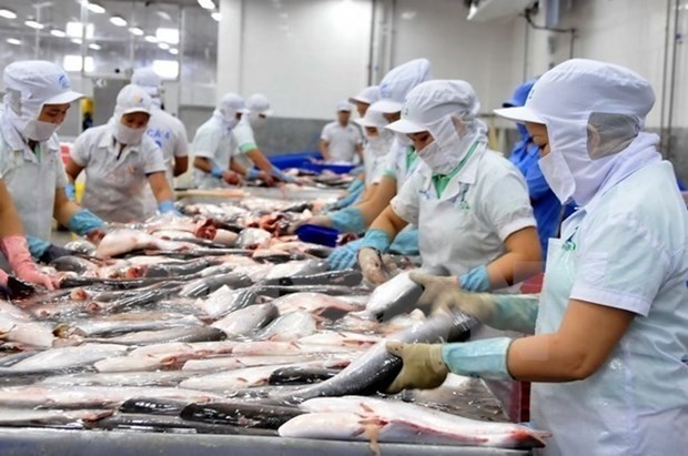 Workers process tra fish for export (Photo: VNA)
