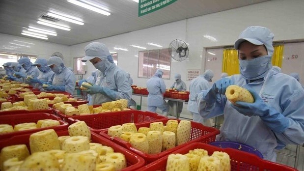Pine apples processed for exports (Photo: VNA)