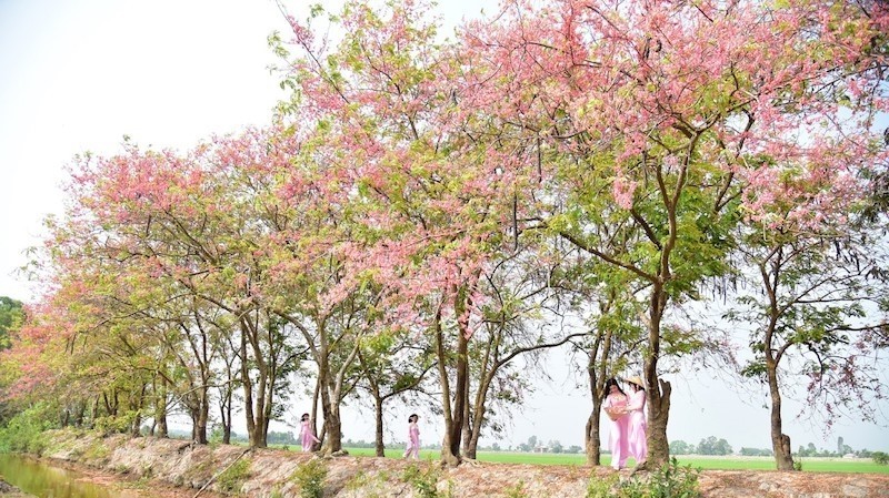 Beautiful women under cassia grandis trees. (Photo: Hoang Trong)
