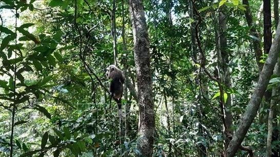 Three wild animals released back to nature | Nhan Dan Online