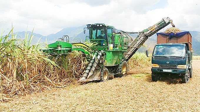 It is forecasted that sugarcane area will continue to drop in the 2020 – 2021 crop, posing risk of shortage of raw materials for sugar factories. (Illustrative image)