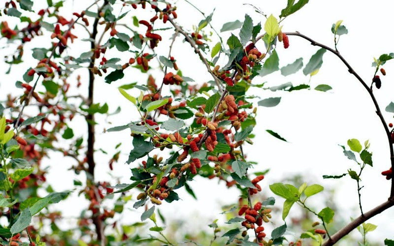 Thanks to its alluvial soil, mulberry is a plant generating a high economic value for locals in the gardens of Hiep Thuan.