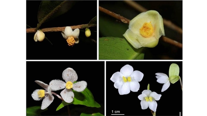 The four newly found plant species in the Bidoup - Nui Ba National Park in Lam Dong Province.