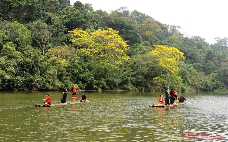 The poetic scenery on Na Nua Lake with the brilliant yellow colour of 'lim vang' flowers. 'Lim vang' (also known as lim xet) is a precious wood species. 