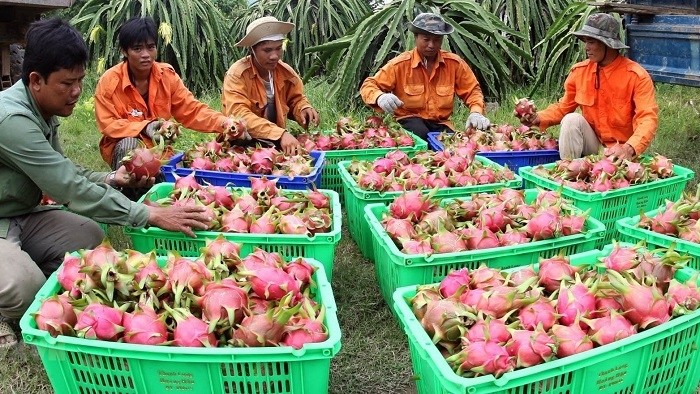 Farmers harvest dragon fruit for export. (Photo: VNA)