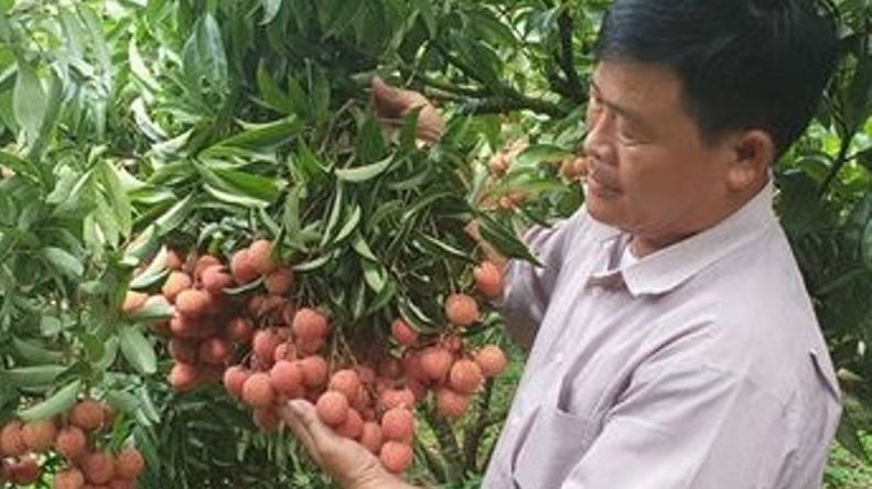 Japan authorises Vietnamese agency to supervise lychee exports.