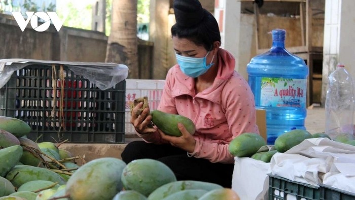 Muong La District's farmer packaging mangoes for their exports to China. (Photo: VOV)