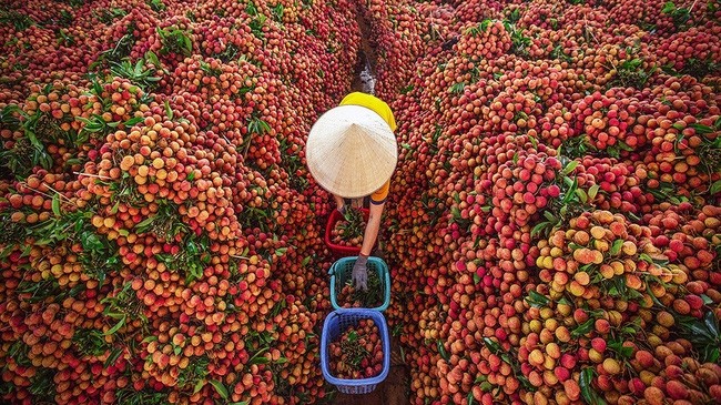 This year, Bac Giang Province has around 28,100 ha of lychees with an estimated output of over 180,000 tonnes (Photo: baobacgiang.com.vn)