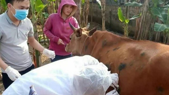 The lumpy skin disease on buffalos and cows appeared in October 2020. 