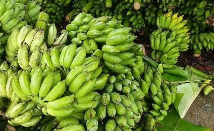 In April 2021, China imported the most bananas from Vietnam, accounting for 42% of its total banana imports. (Photo: VGP)
