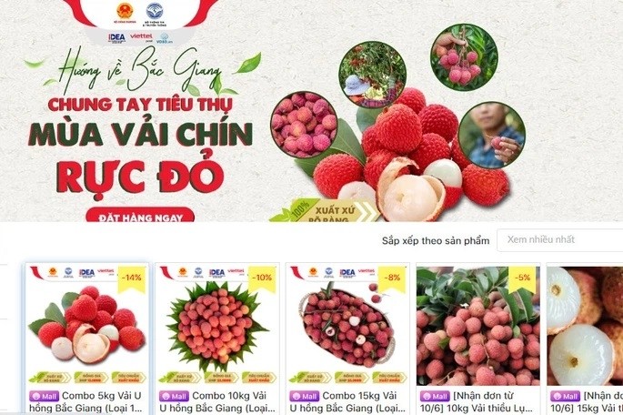 This is the first time that Bac Giang lychee have been distributed in such a methodical and systematic manner on major e-commerce platforms. (Illustrative image)