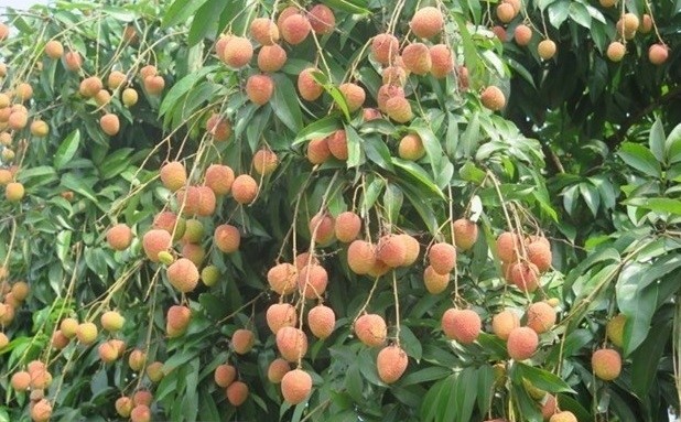 Bac Giang lychees. (Photo: VNA)
