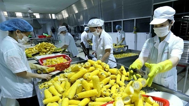At a fruit processing plant in the Mekong Delta (Photo: VNA)
