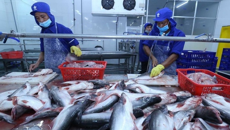 Vietnam’s total export value of pangasius in the first five months of 2021 reached US$600 million. (Photo: VNA)