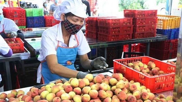 A worker handles lychees for export at a factory in Thanh Xa commune of Thanh Ha district, Hai Duong province (Photo: VNA)